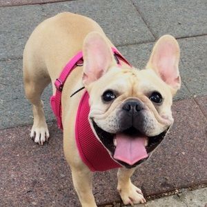 Meet your Posher, Ariel